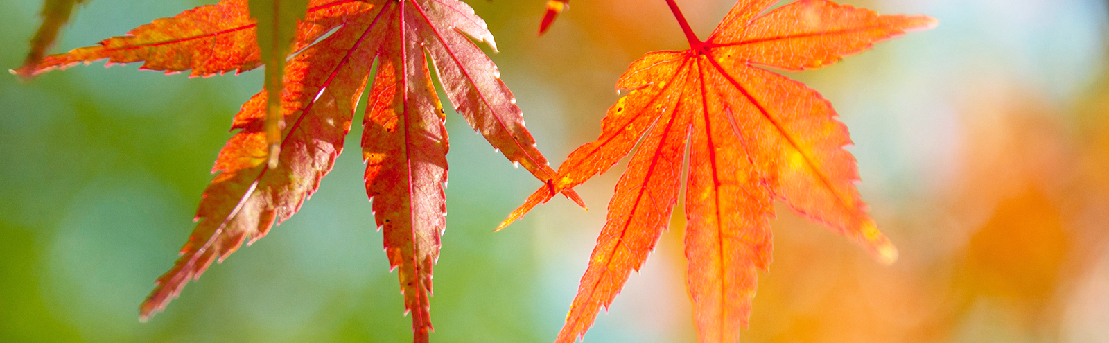鮮やかな紅葉のアップの写真