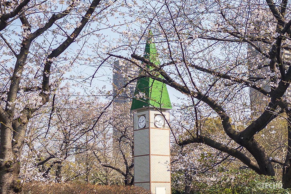2026年3月28日、満開前の猿江恩賜公園。まだ蕾が目立つ桜の枝越しに、鮮やかな緑の屋根の時計台が立つロケハンの風景。