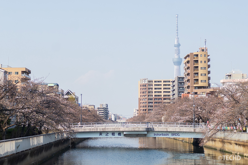 大横川の三石橋(みついしばし)から望む、満開前の桜並木と東京スカイツリー。ロケハンの検証。ここでは右手のマンション群にツリーの胴体が隠れてしまう。