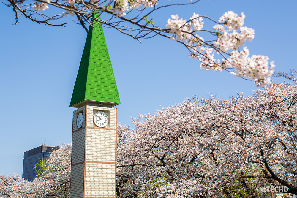 2026年4月3日、満開の猿江恩賜公園。青空の下、鮮やかな緑の屋根の時計台を囲むように咲き誇るソメイヨシノ。手前に桜の枝を配した奥行きのある写真。