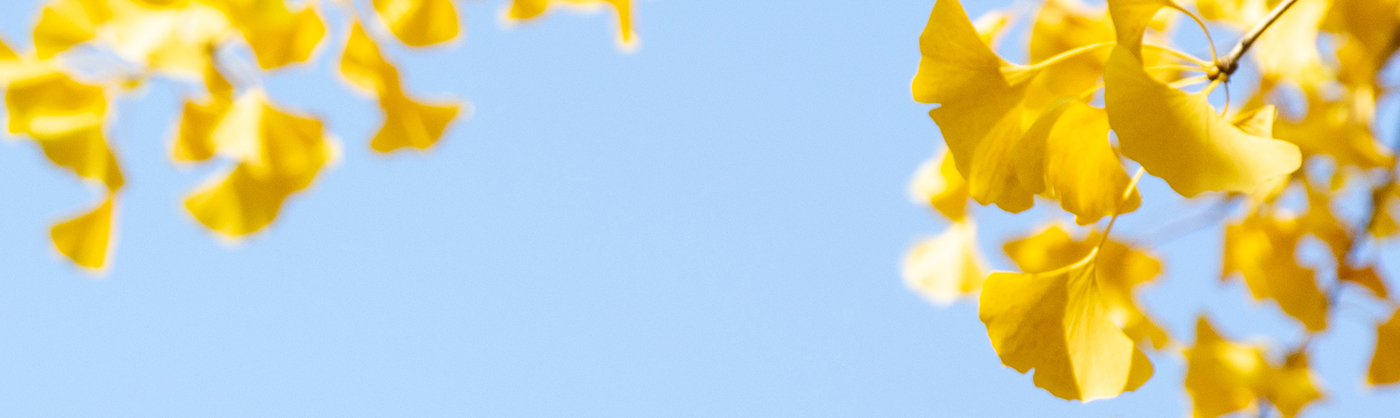 黄色に色づいたイチョウの葉と青空