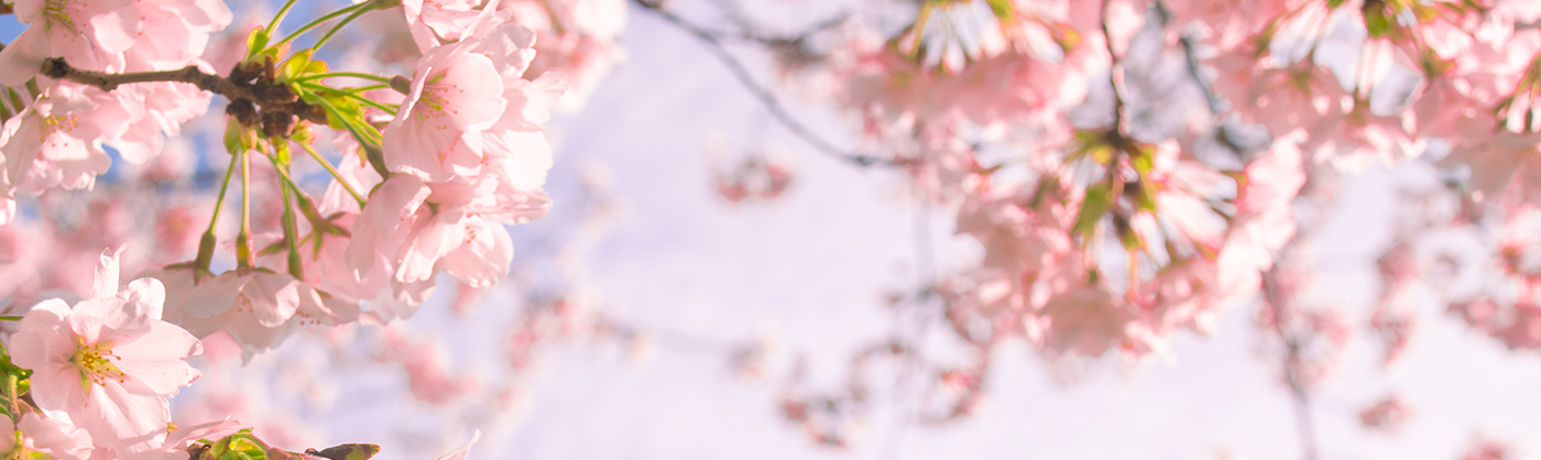 青空を背景に、満開のピンク色の桜(ソメイヨシノ)が咲き誇る春の風景