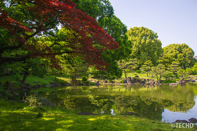 紅葉の赤と緑の対比が美しい、順光+木陰からの構図