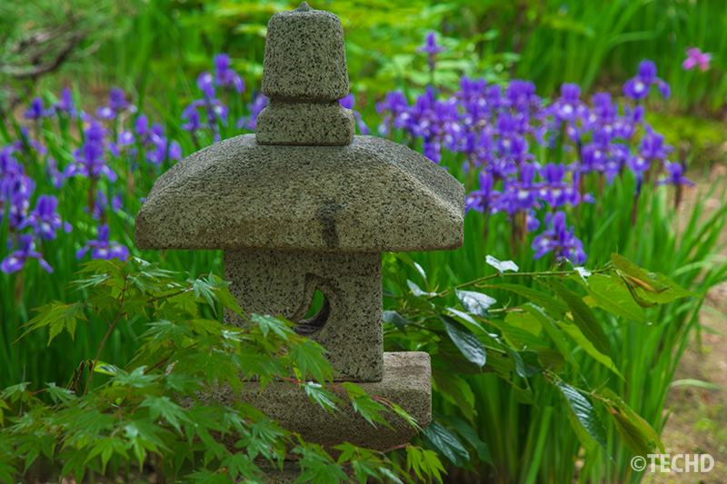 小さな石灯籠と背景に咲く青紫の菖蒲