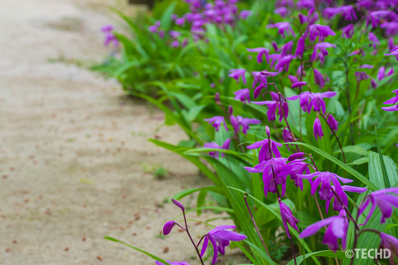 園内の道端に咲いていたシランの花