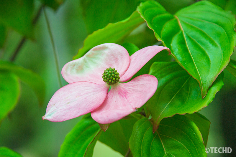 曇りの日のやわらかな自然光に照らされるヤマボウシの花