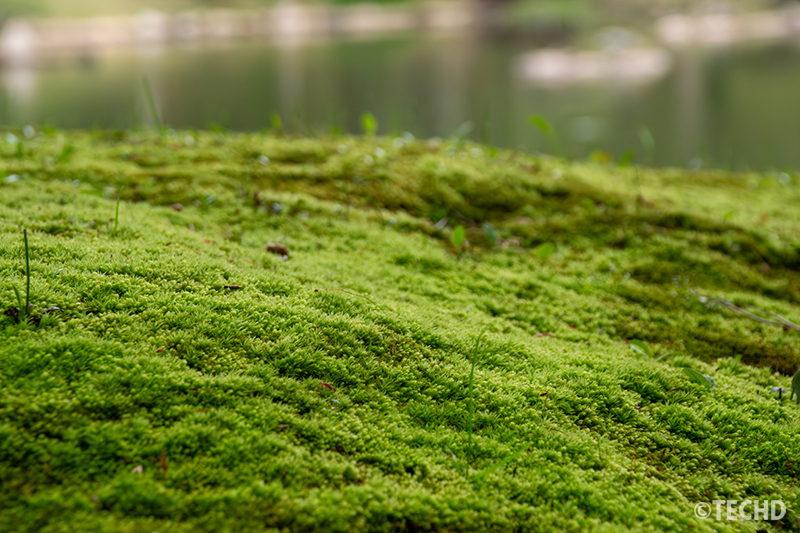 クローズアップで捉えた苔の質感