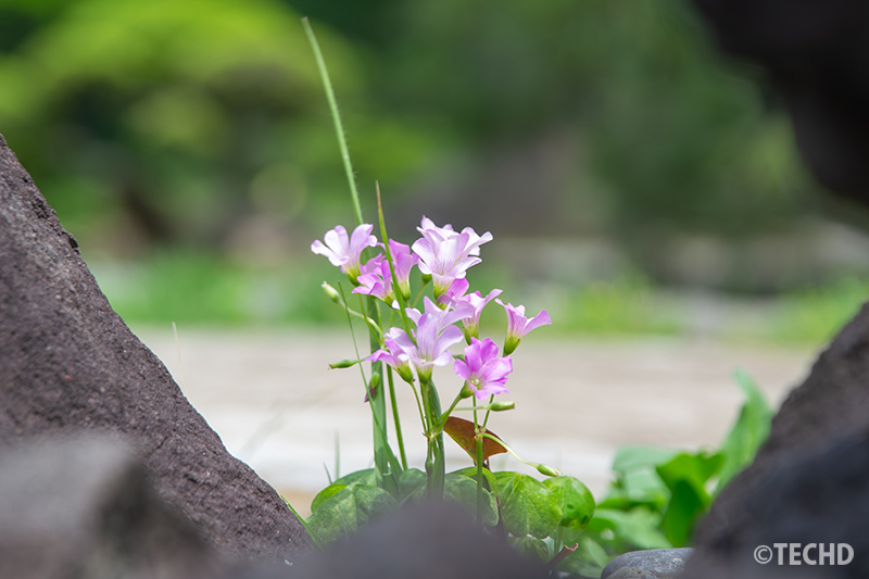 枯滝の岩の間に咲いていた小さな花。岩を挟むような構図で主役の小さな花を撮影