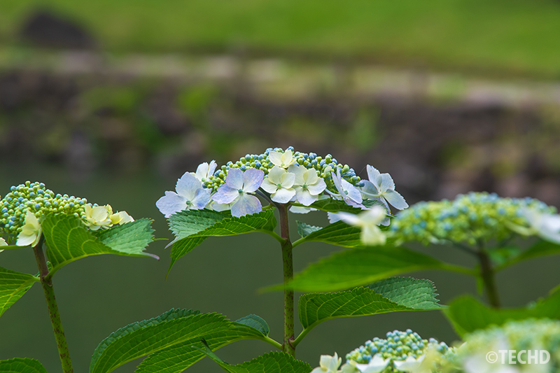 紫陽花を画面中央に据えて撮影。背景のボケが主役を引き立てるような構成