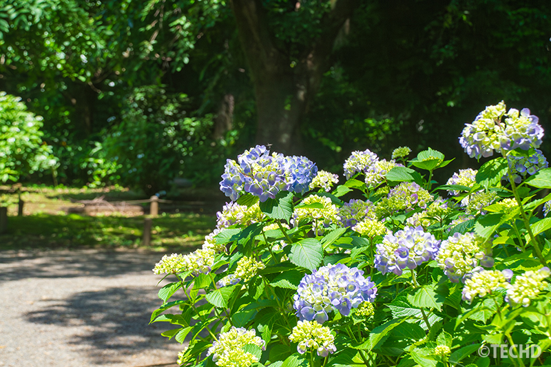 ホンアジサイです。咲き始めの今だけ見られるつぼみと淡い紫の花のコントラスト。