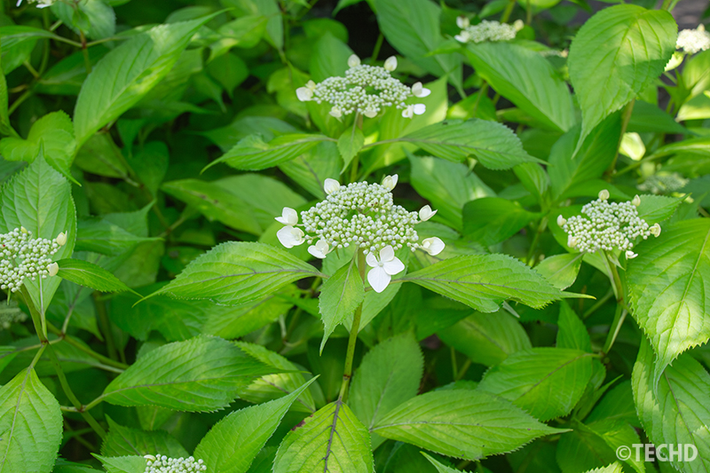 額紫陽花です。中央に小さい花が集まり、周囲を白い装飾花が彩る姿が緑と調和していました。