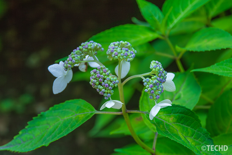 山紫陽花 紅山(ベニヤマ)です。まだ咲き始めで、つぼみには紫の色があり、白い花弁が彩りを添える存在に見えました。