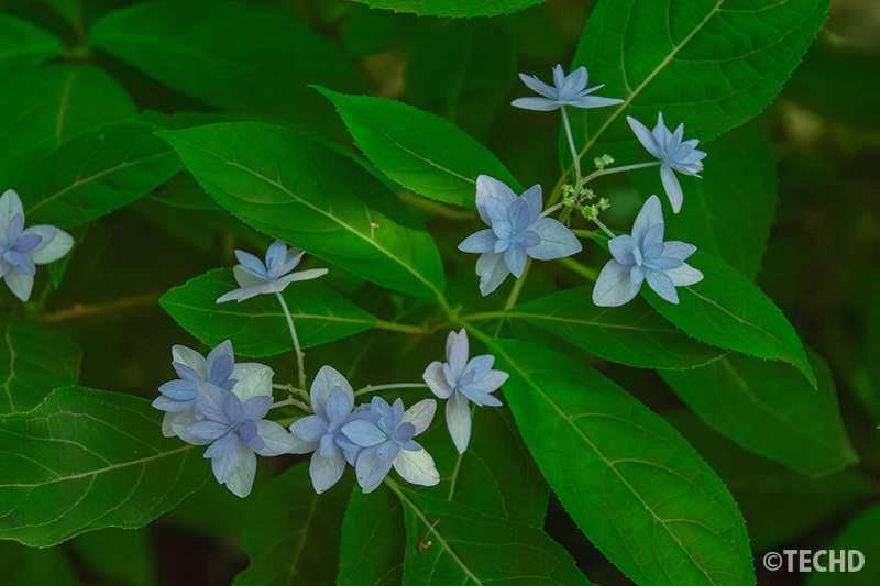 山紫陽花 七段花(シチダンカ)です。涼しげな色合いとともに、小さな花が重なって、星のように見えました。