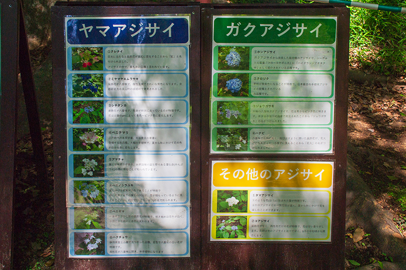 紫陽花の品種ごとの特徴が簡潔にまとめられた現地に設置された看板。