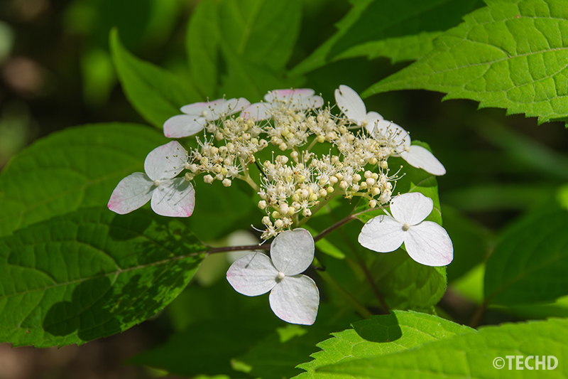 山紫陽花 くれないです。白い花弁の縁に淡いピンクの縁取りがほんのり現れ始めています。