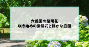 六義園の紫陽花｜咲き始めの紫陽花と静かな庭園