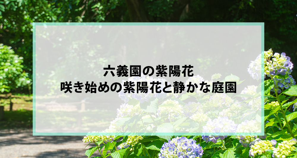 六義園の紫陽花｜咲き始めの紫陽花と静かな庭園