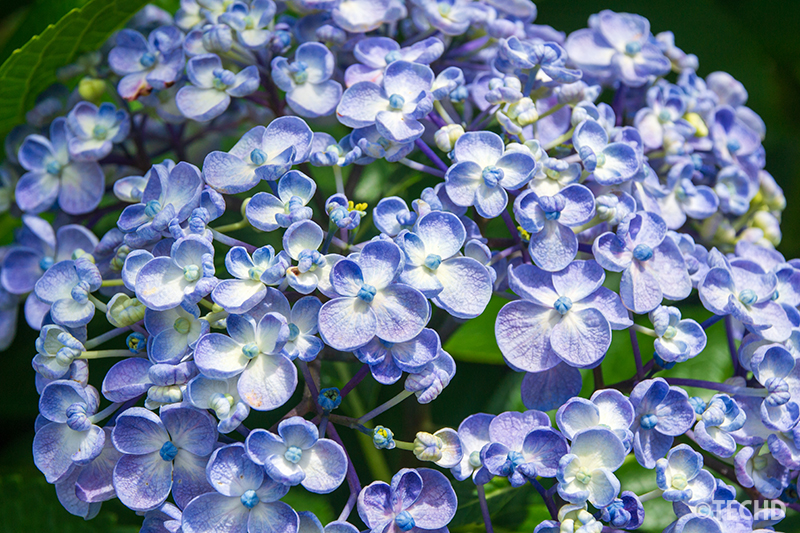 花びらに丸みのあるウズアジサイ