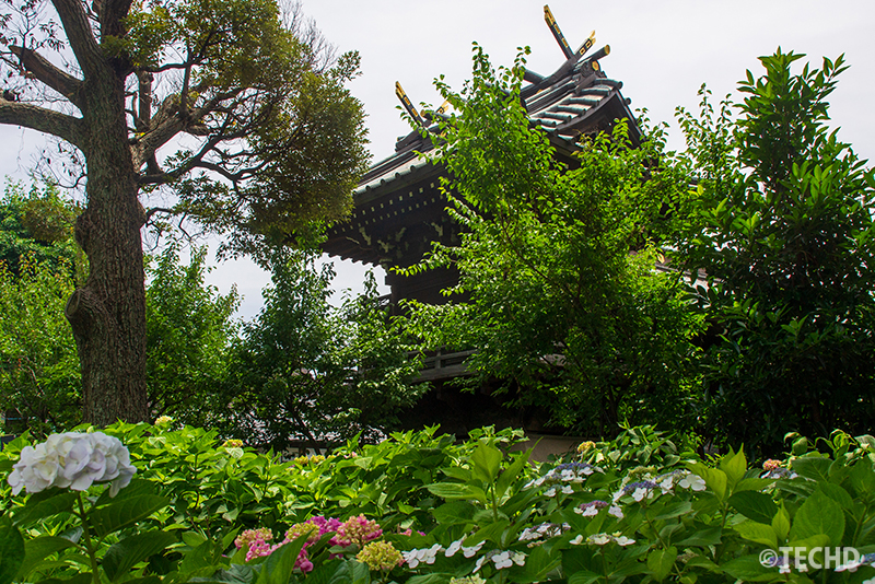 白山神社と紫陽花の構図