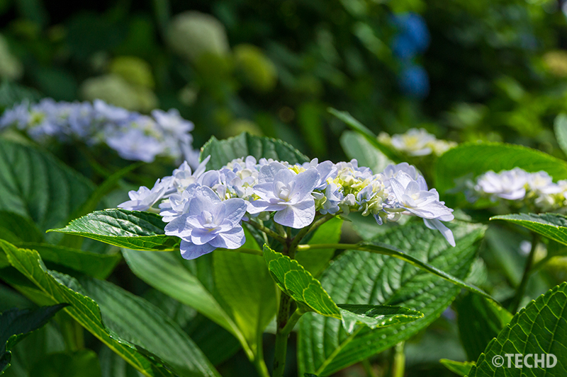 背景をぼかした紫陽花