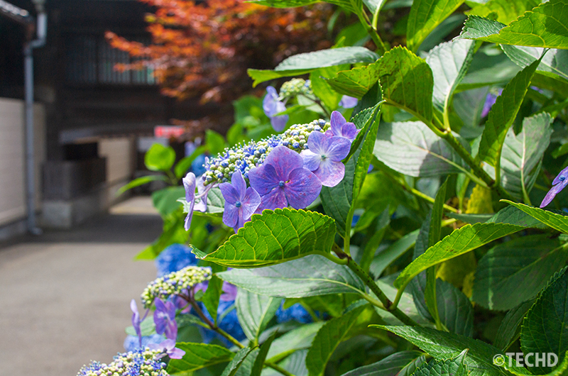 本殿と社務所の間の道沿いに咲く紫陽花