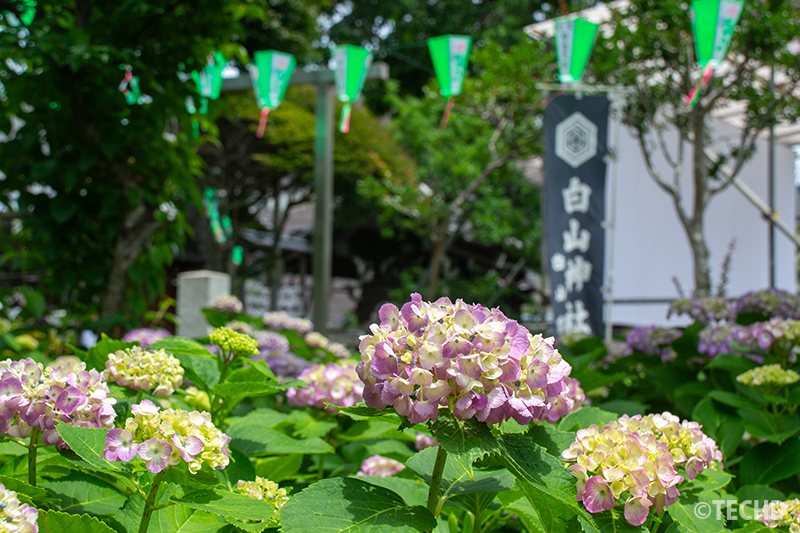 本殿前に咲く紫陽花と提灯の風景