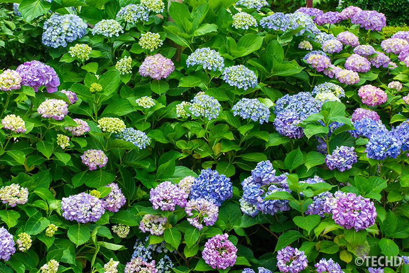 咲き始めの紫陽花が一面に広がる