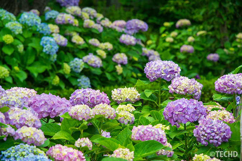 紫陽花の前景と奥行き表現