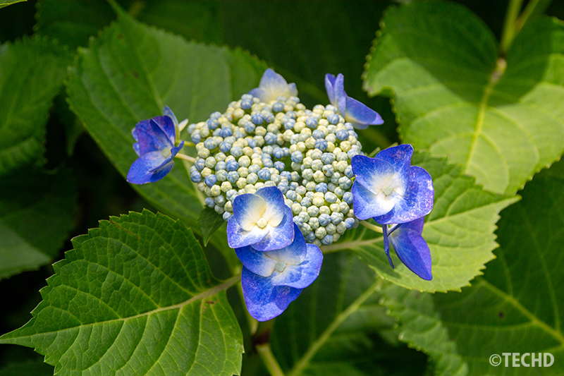 青の装飾花と蕾のガクアジサイ