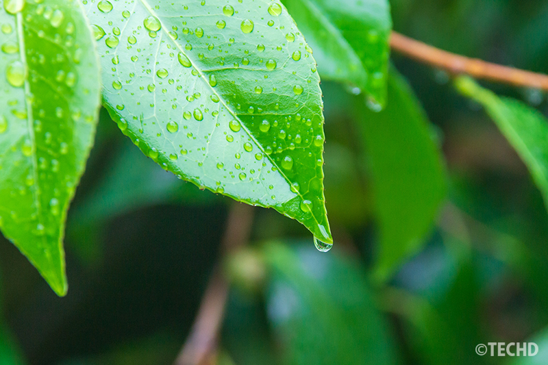 葉全体に雨粒がつき、先端に雫がたまった様子