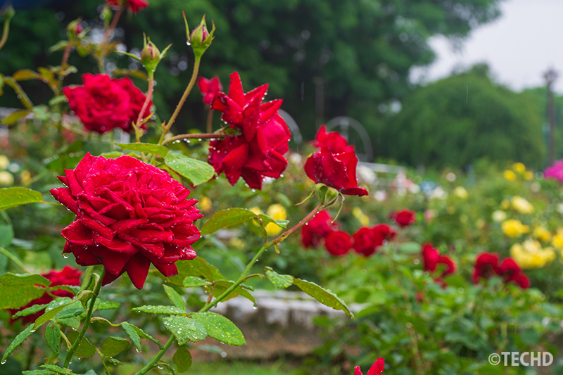 雨に濡れたバラの花びら