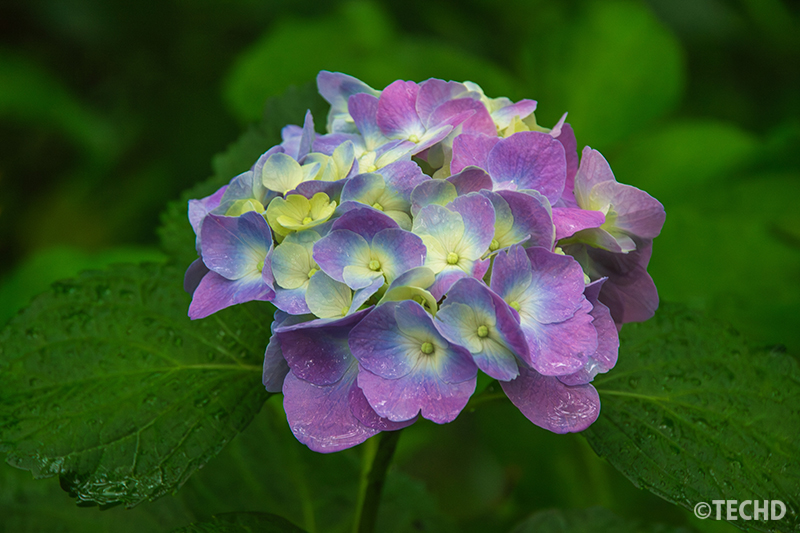 紫陽花についた雨のしずく
