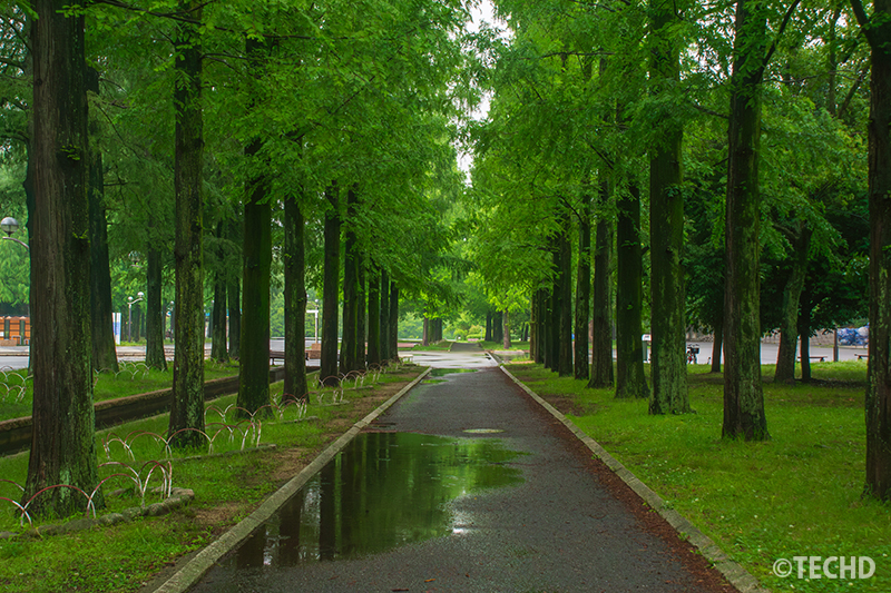 雨に濡れた公園の並木道