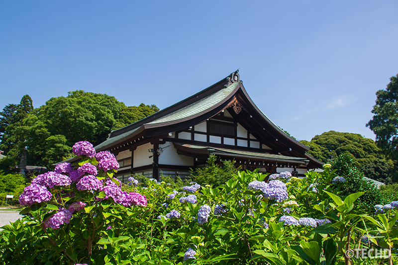 開山堂と紫陽花