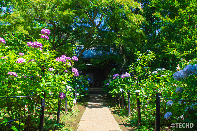 赤門前の紫陽花