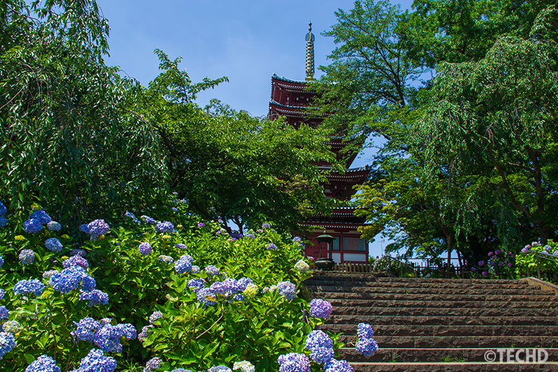 五重塔と紫陽花