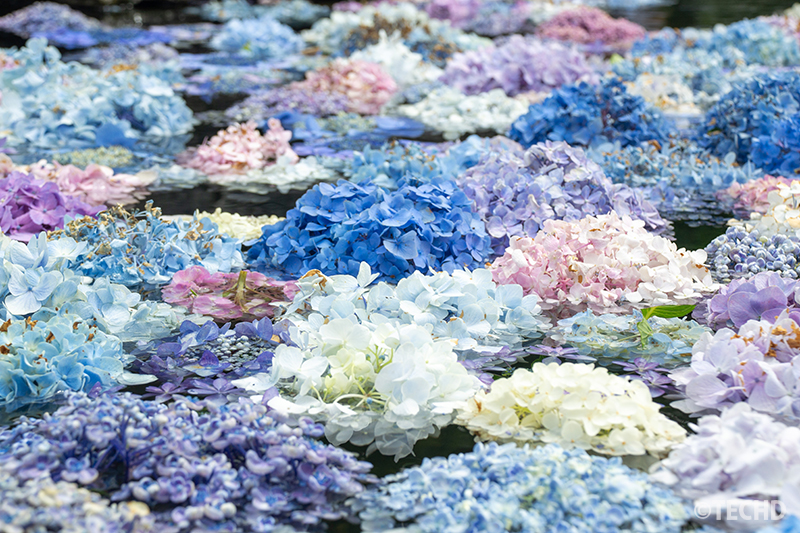 浮かべられた紫陽花の色とりどり