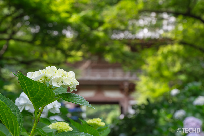 白い紫陽花と背景にぼかした楼門