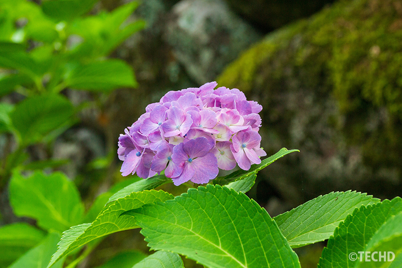 苔むした背景と紫の紫陽花