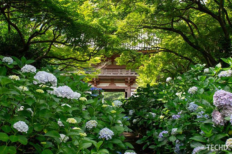 緑のトンネル越しに見える楼門と紫陽花