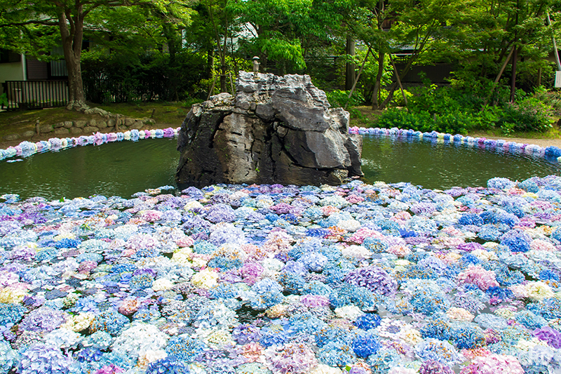 具足池の水面に浮かぶ紫陽花。全体風景で撮影しています