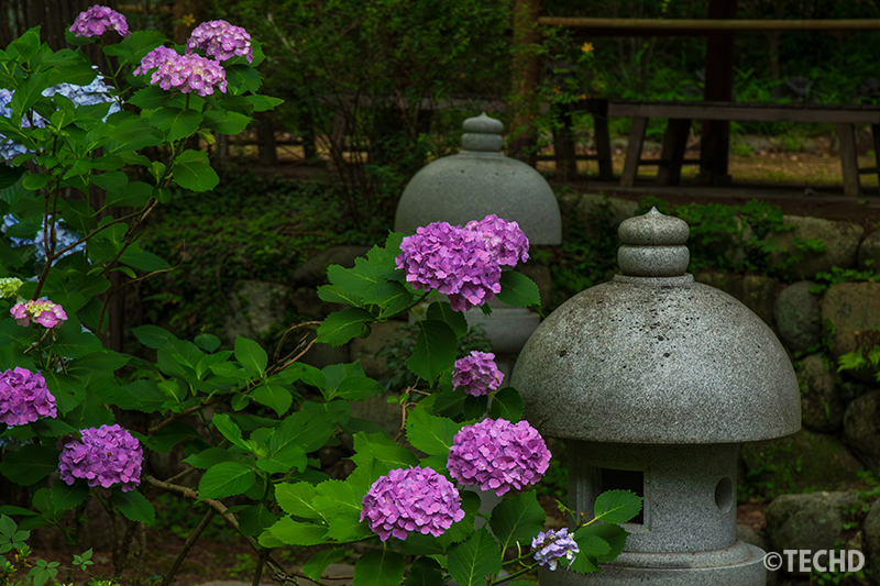 石灯籠と紫陽花の組み合わせ