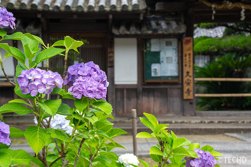 久安寺入口の建物と紫陽花