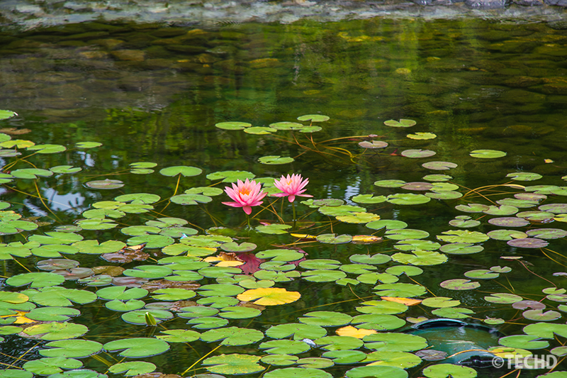 水面に広がるスイレンの花と葉
