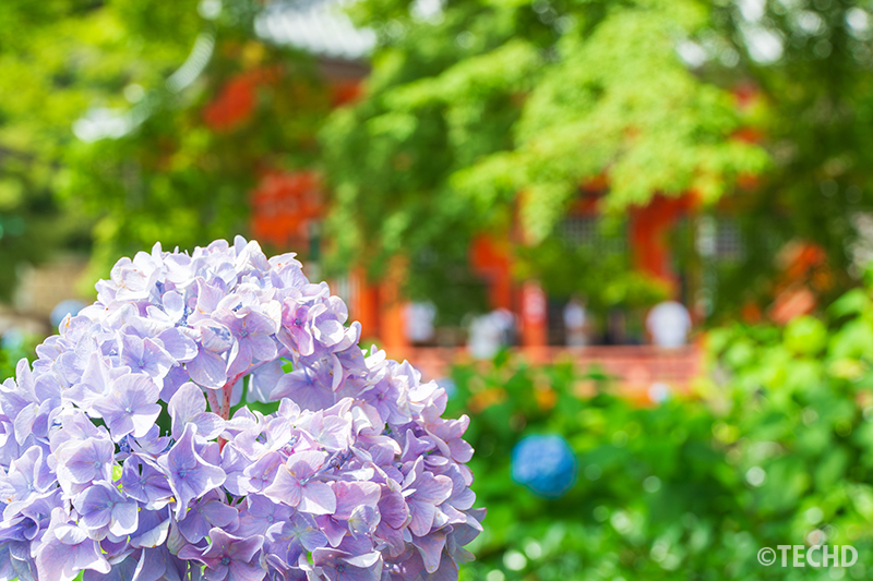 本堂を背景に咲く紫陽花