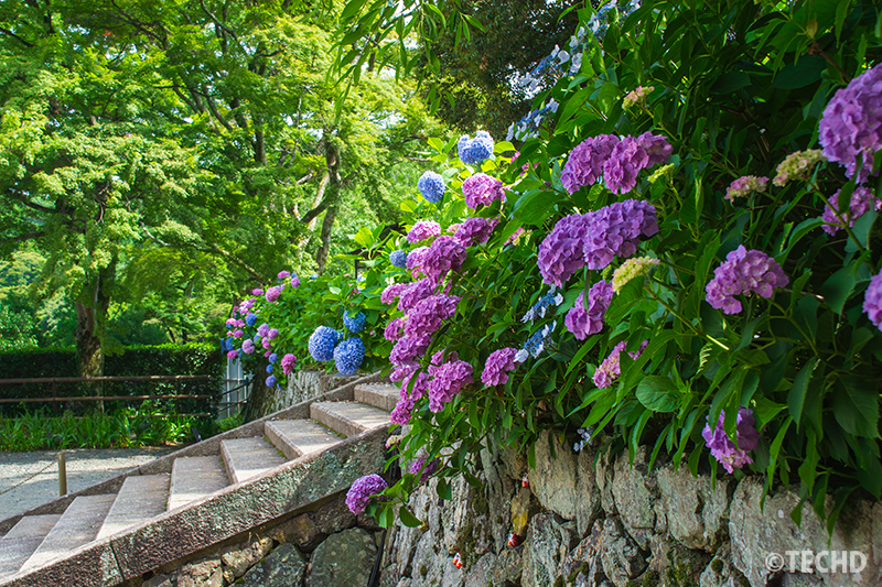 石垣沿いに咲き誇る紫陽花と階段の風景