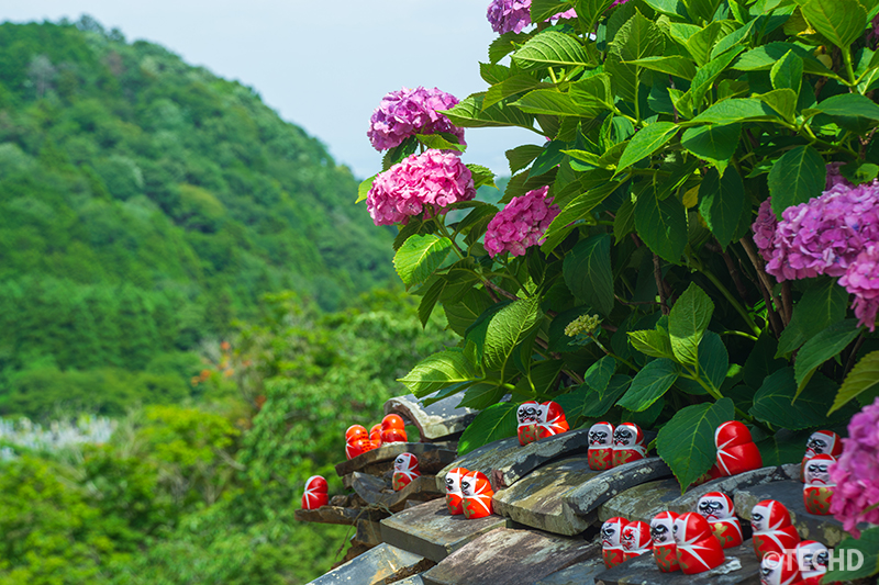 紫陽花と勝ちダルマが彩る風景