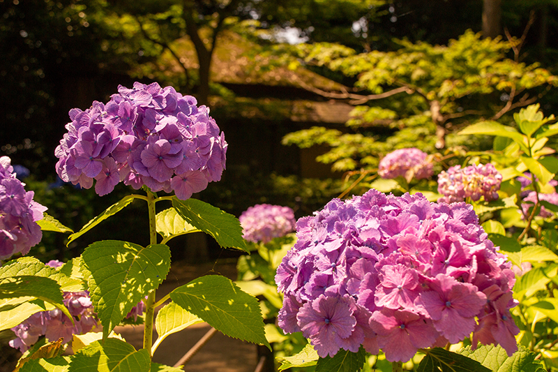 黄色味が濃い紫陽花の写真