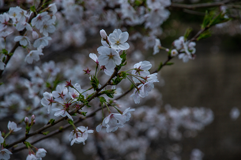 桜の花が写っている暗すぎる写真