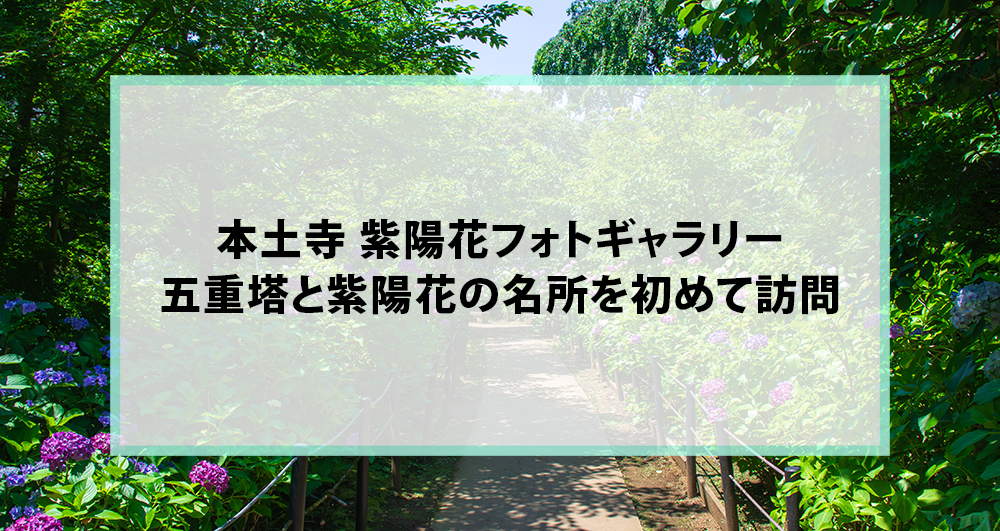 本土寺 紫陽花フォトギャラリー｜五重塔と紫陽花の名所を初めて訪問